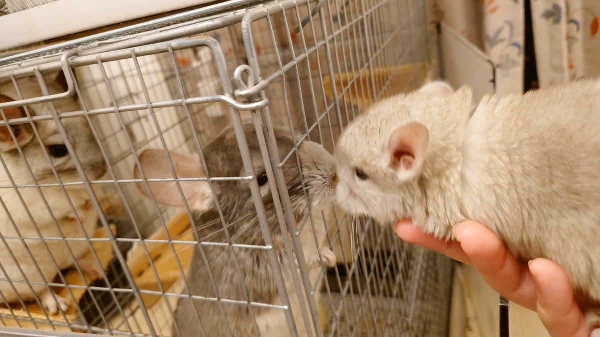 壱丸はベビチラのパパ。
パパだけどチンチラのパパは何の役にも立たないしママ＆ベビチラとは別居しているので実質知らないオジサン。(まだ2歳だからお兄さんだけどね！)
網越しで実子と面会する様はまるで刑務所だね。

#チンチラ

\信じてくれ、俺は無実なんだ/
\ところで君は誰だ/