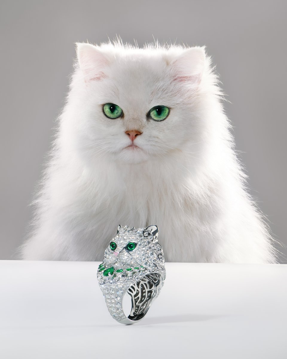 Since 2018, Wladimir’s nonchalant whiskers have inspired Claire Choisne. The collection in his likeness continues to grow, honoring this true member of the Maison. As a nod to the legendary 1978 campaign, Wladimir still wears his iconic High Jewelry collar.
#Boucheron #LesAnimaux