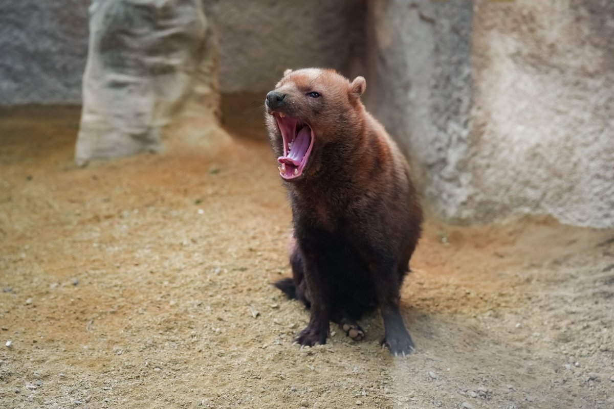 #ヤブイヌ
#ブッシュドッグ