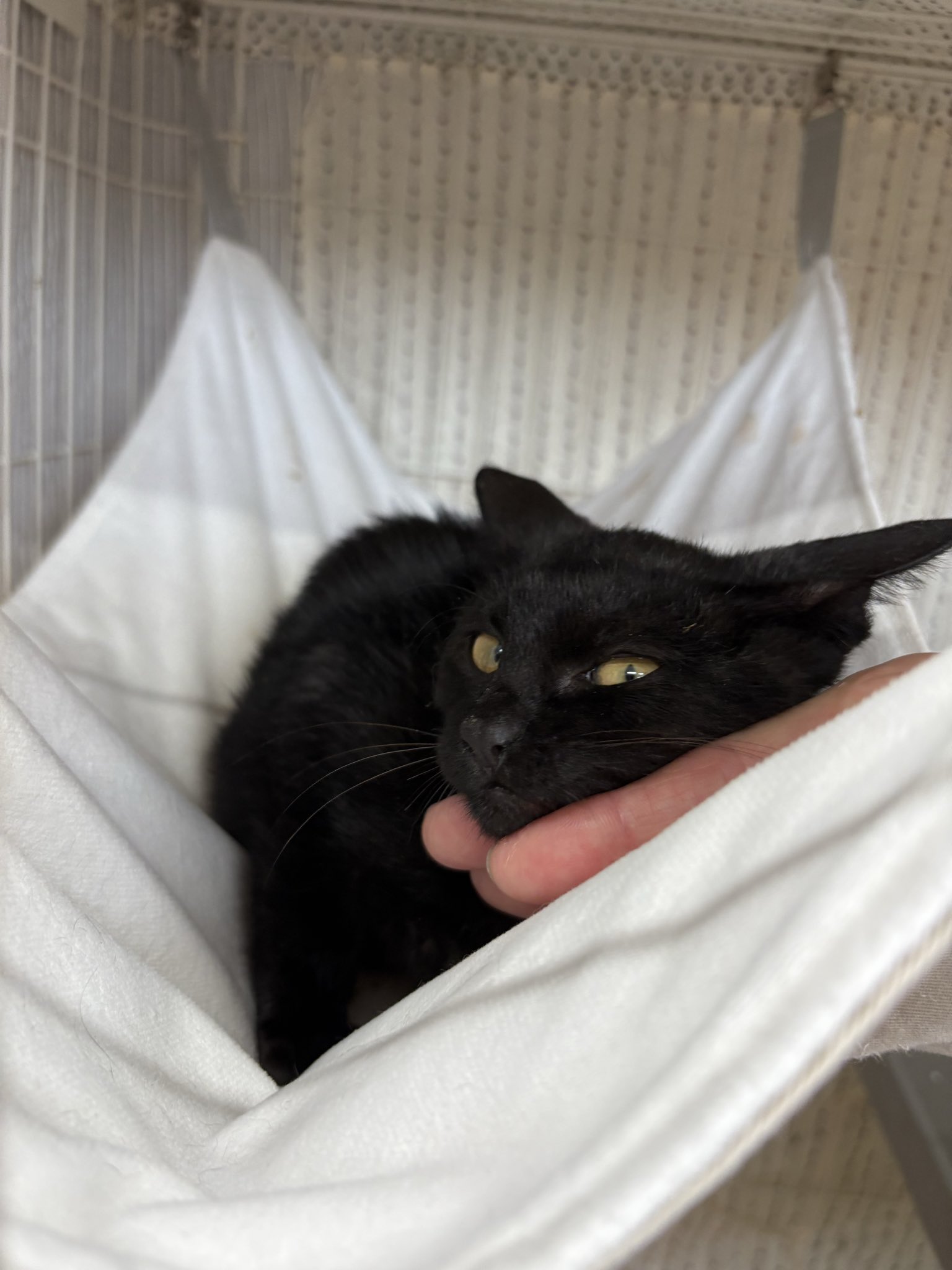 くろねこページです！ くろねこ - Search / X