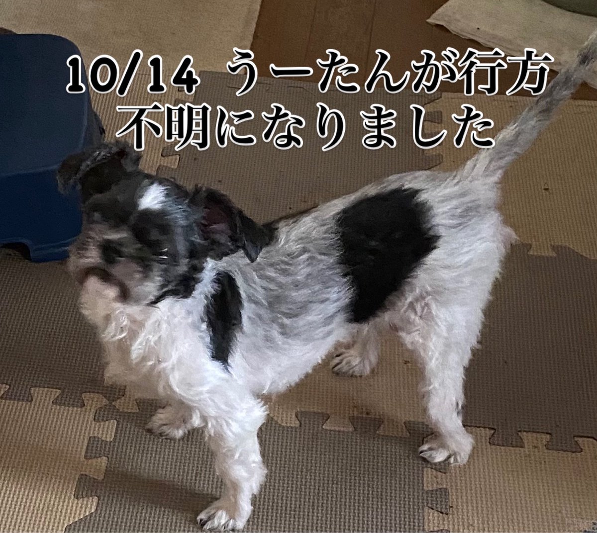 gh_shi's tweet photo. 今日、9:10から19:30の間に家から居なくなりました。
場所は長野市石渡
写真より短くかってあります。
右足付け根辺りに乳癌の腫瘍があります。
家中さがしたけど居ません。
何方か知りませんか？
大切な家族です。 https://t.co/Z6isvs7nm8