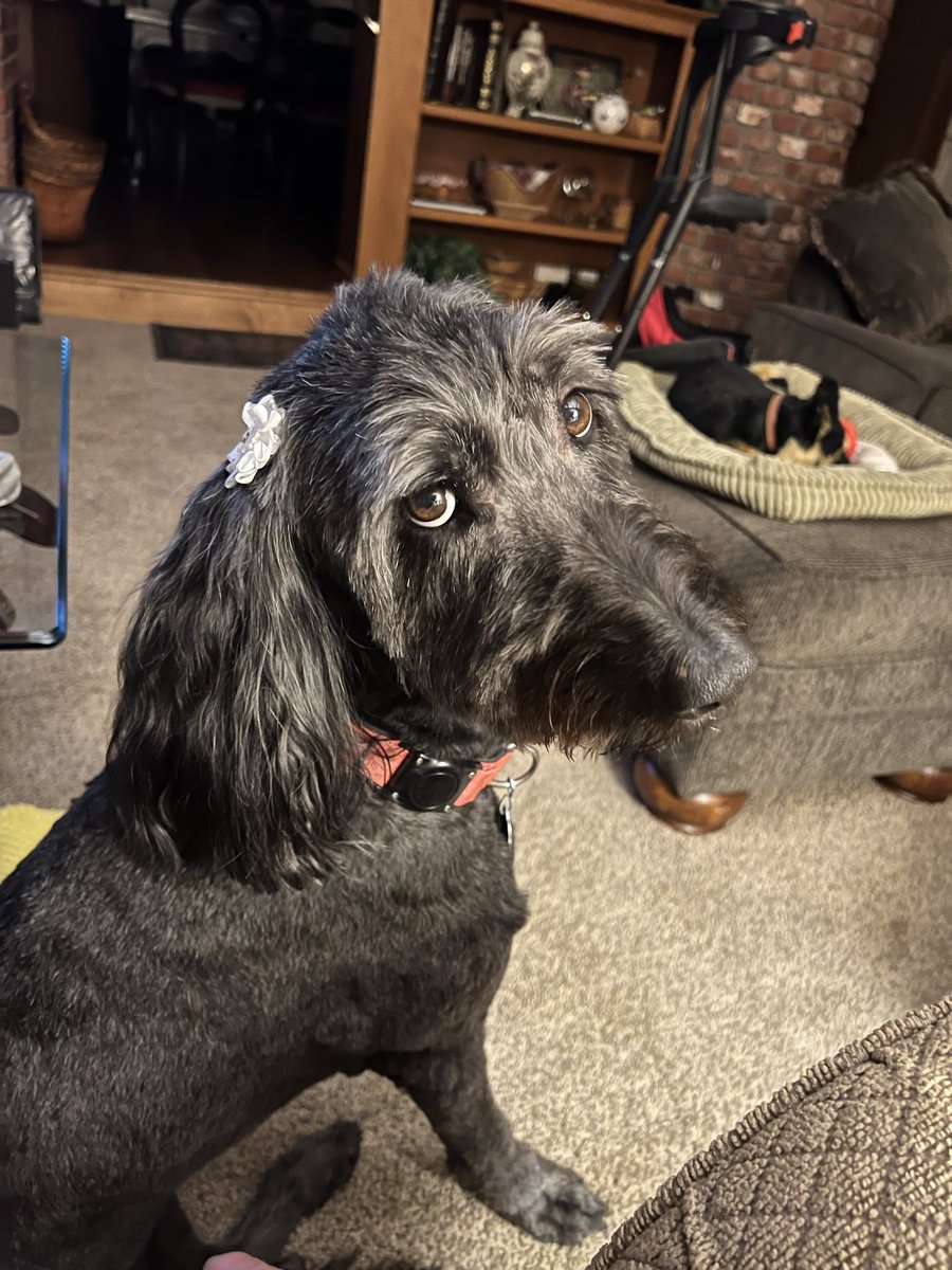 sp_lovelace's tweet photo. @IAmVerySilky @EricLDaugh The Stanky eye! I get that same look from my doodle. https://t.co/vK6JKU37V9