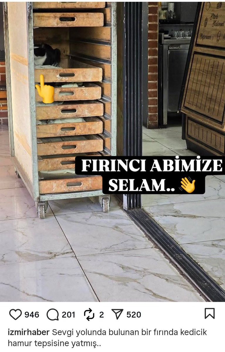 Başıboş kedi sorunu tahmin ettiğinizden daha büyük bir sorun. Hesabımıza gelen ihbarların ardı arkası kesilmiyor. Kedi pisliğine bulanmış ekmeği kim yemek ister?