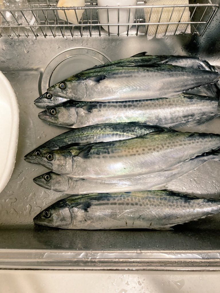 seacrown1's tweet photo. サゴシ。食べられる分だけ。 https://t.co/BqTEA8C2KR
