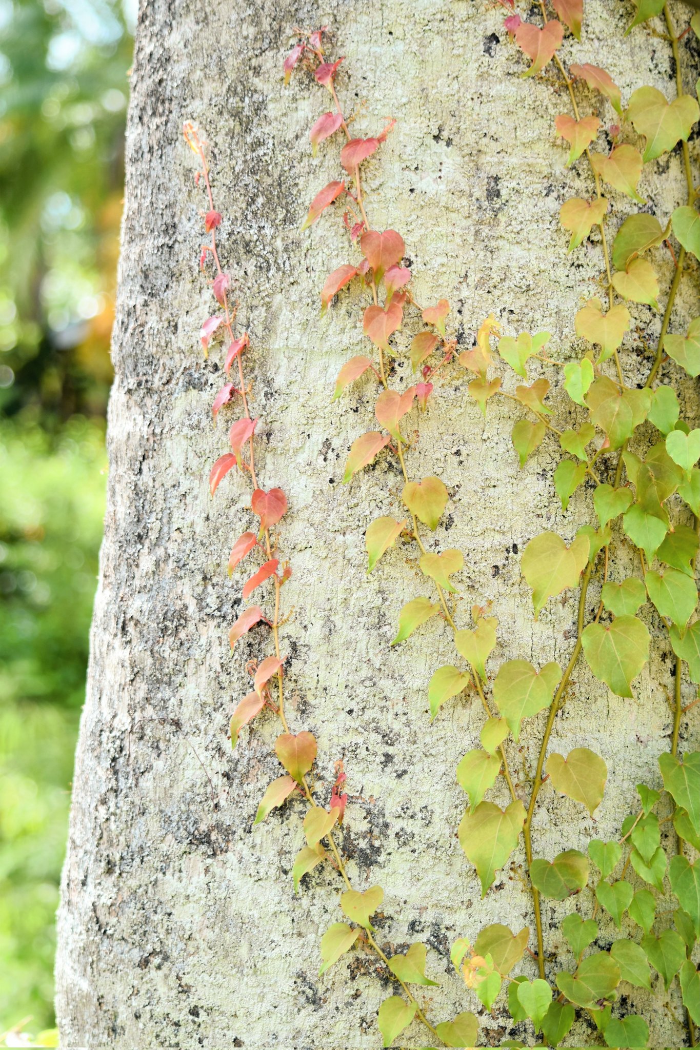 夏蔦　山採り Bonsai diary】 Naturl Bonsai 夏蔦（ナツヅタ）を山採りしてミニ盆栽