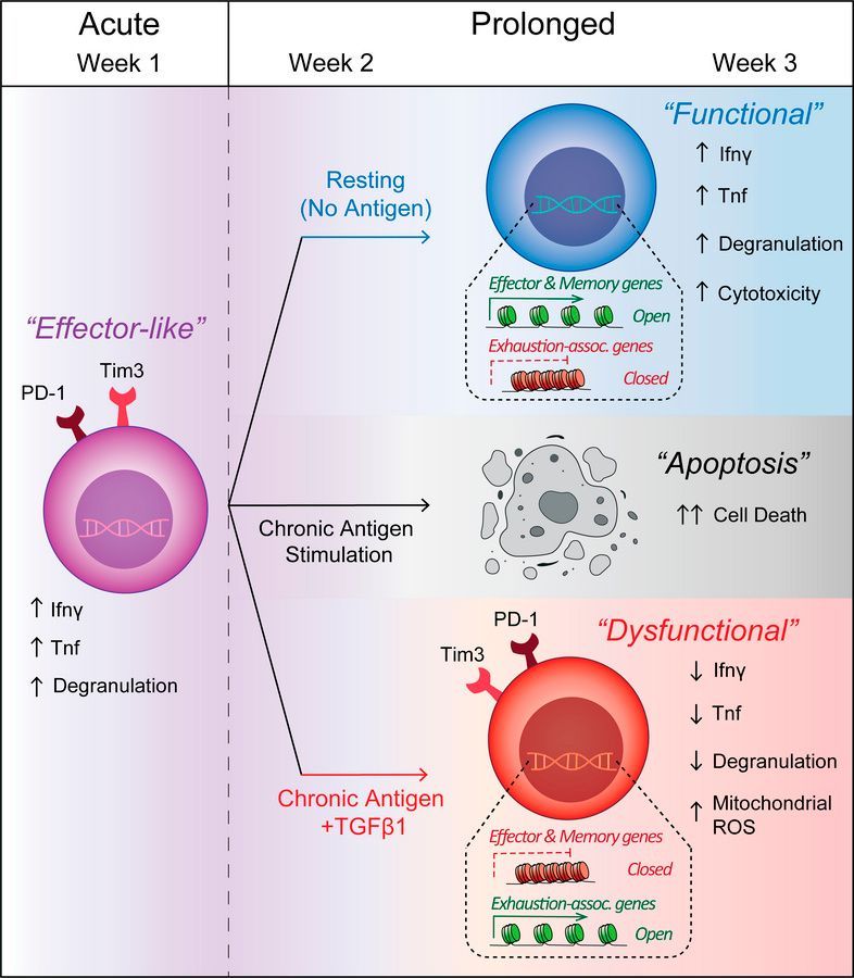 JCI insight tweet media