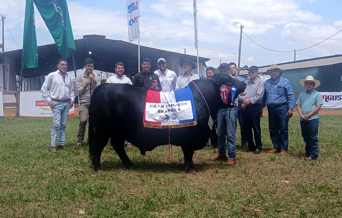 arp_py's tweet image. LAS RAZAS BRAFORD, BRANGUS Y SENEPOL CERRARON EL JUZGAMIENTO DE LA EXPO AMAMBAY 2025
Se presentaron animales de primer nivel genético que dieron un broche de oro espectacular a la tradicional muestra del interior del país.
👉acortar.link/fq3uPP