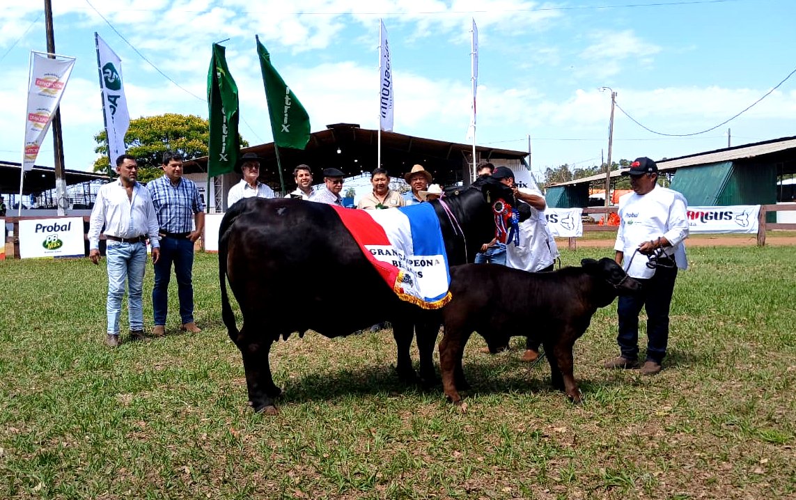 arp_py's tweet image. LAS RAZAS BRAFORD, BRANGUS Y SENEPOL CERRARON EL JUZGAMIENTO DE LA EXPO AMAMBAY 2025
Se presentaron animales de primer nivel genético que dieron un broche de oro espectacular a la tradicional muestra del interior del país.
👉acortar.link/fq3uPP