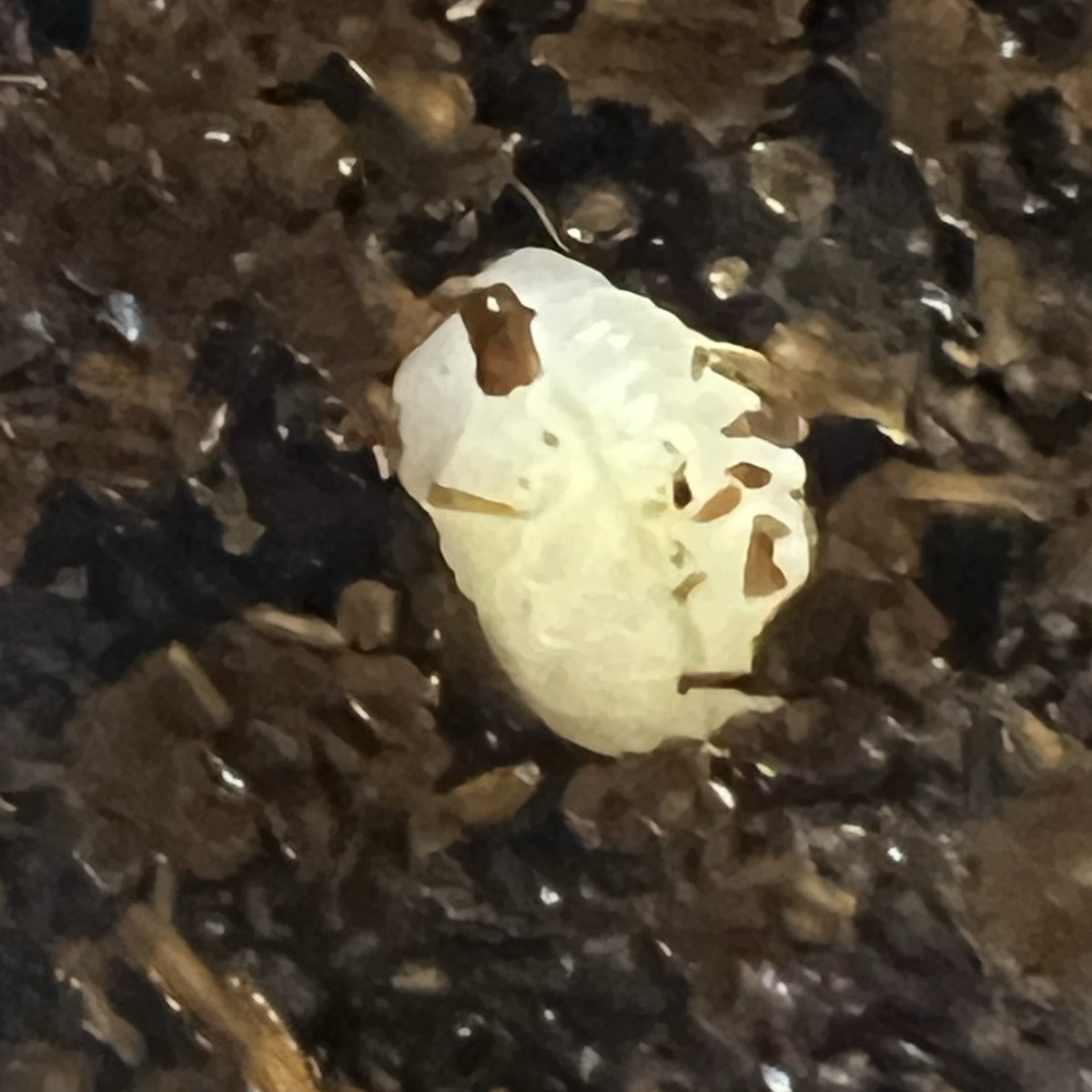 カモノハシ太郎です t10r6 (@t10r6shakymuni) / Posts / X