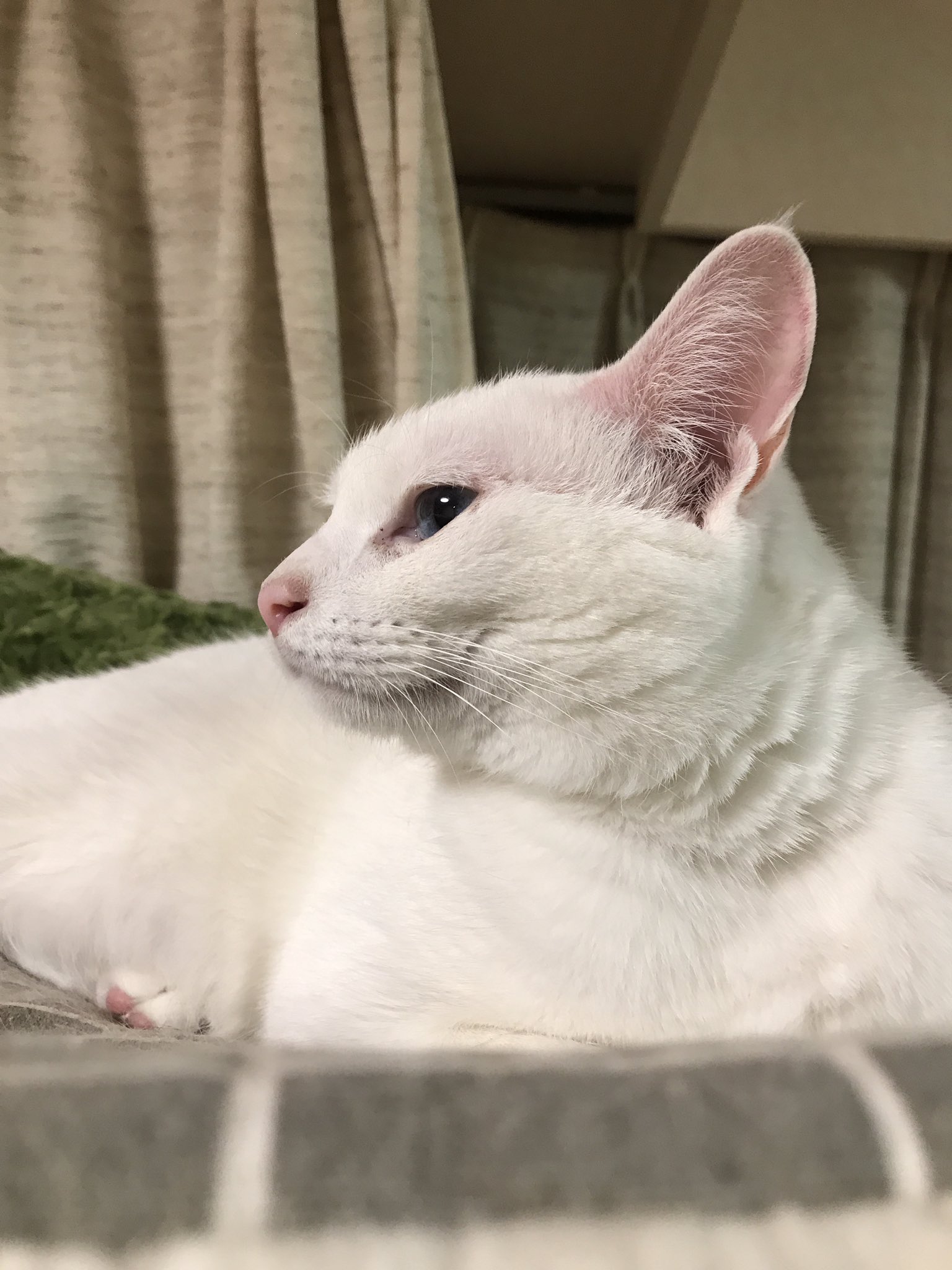 白猫 L L Lサイズ 白猫ちゃん 猫 ふわふわ 置物 受注商品 羊毛