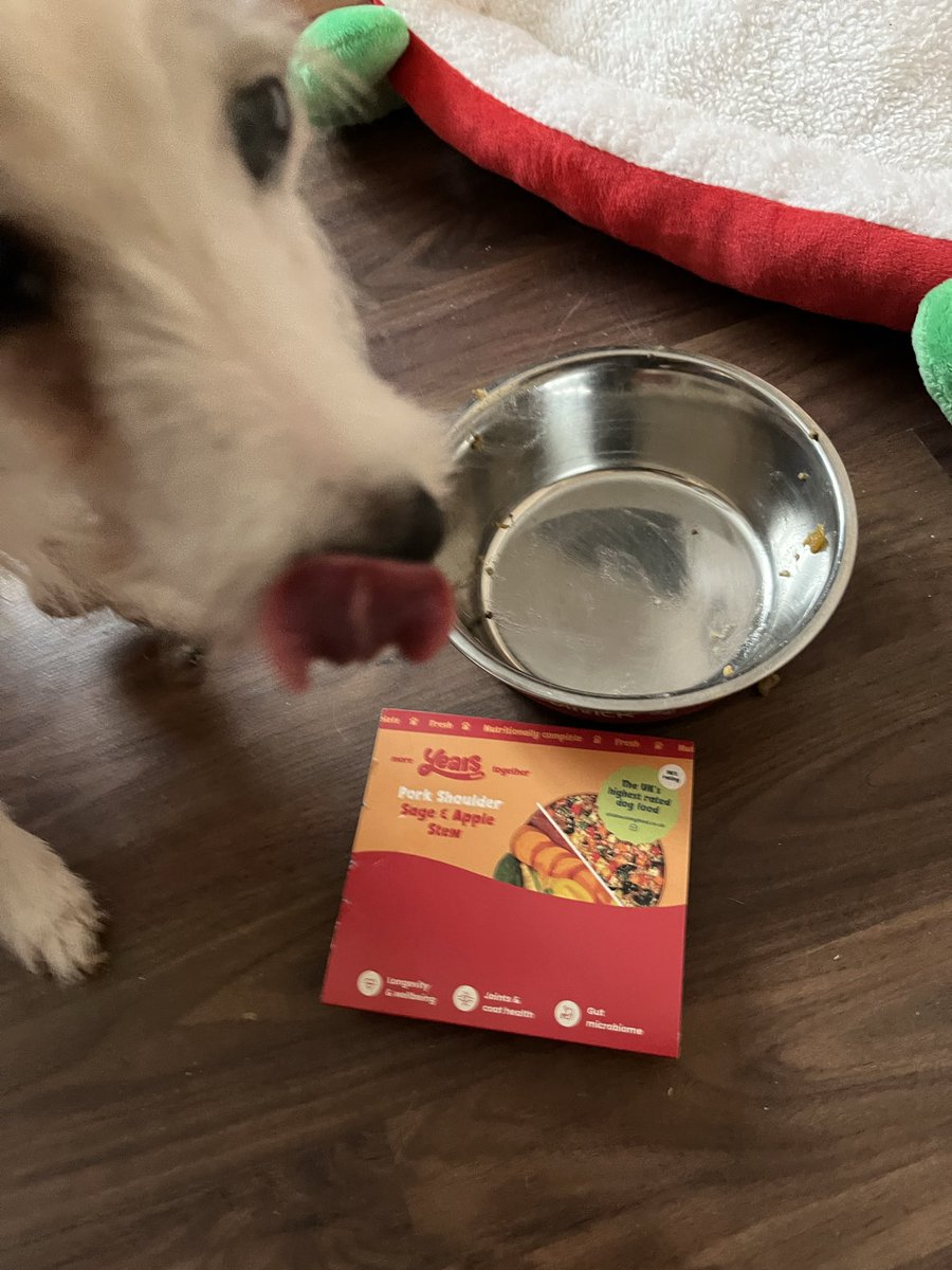 Kennys_hat's tweet photo. Got a @years_com pork shoulder with sage and apple in a fruit box. Ruby licked the bowl clean then licked her lips in appreciation https://t.co/Rr4lb84Twr