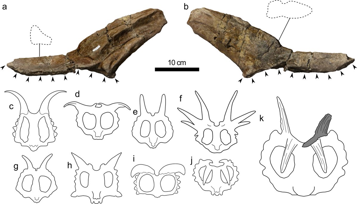 Jordan_Mallon's tweet photo. This just released: A Spinops sternbergorum (Ornithsichia: Ceratopsia) parietal from the Dinosaur Park Formation (upper Campanian) of Muddy Lake, Saskatchewan #CMNPalaeo
https://t.co/6uxAR1yWKl https://t.co/ayTrbEfMAN