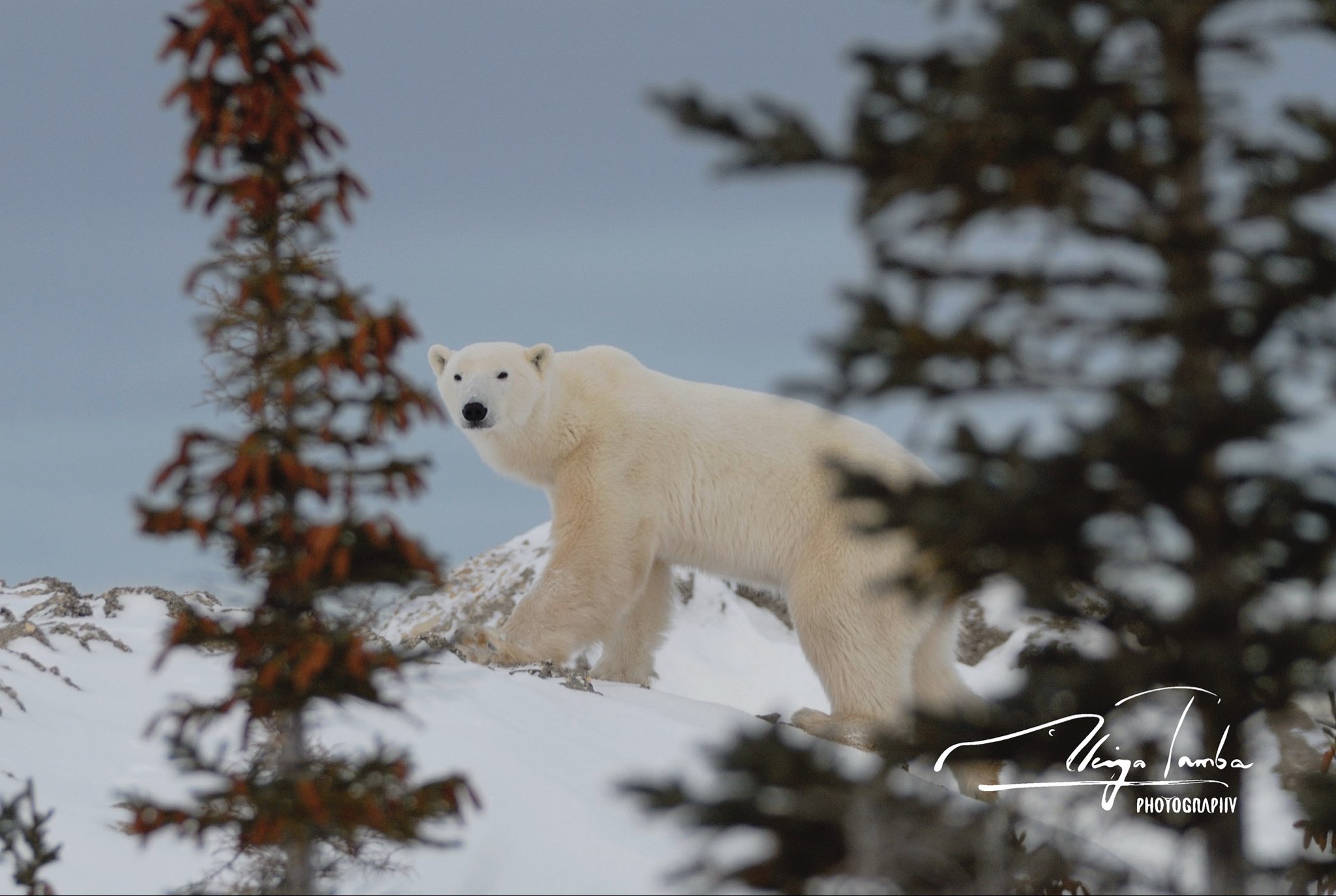 丹葉暁弥 / photographer on X: 