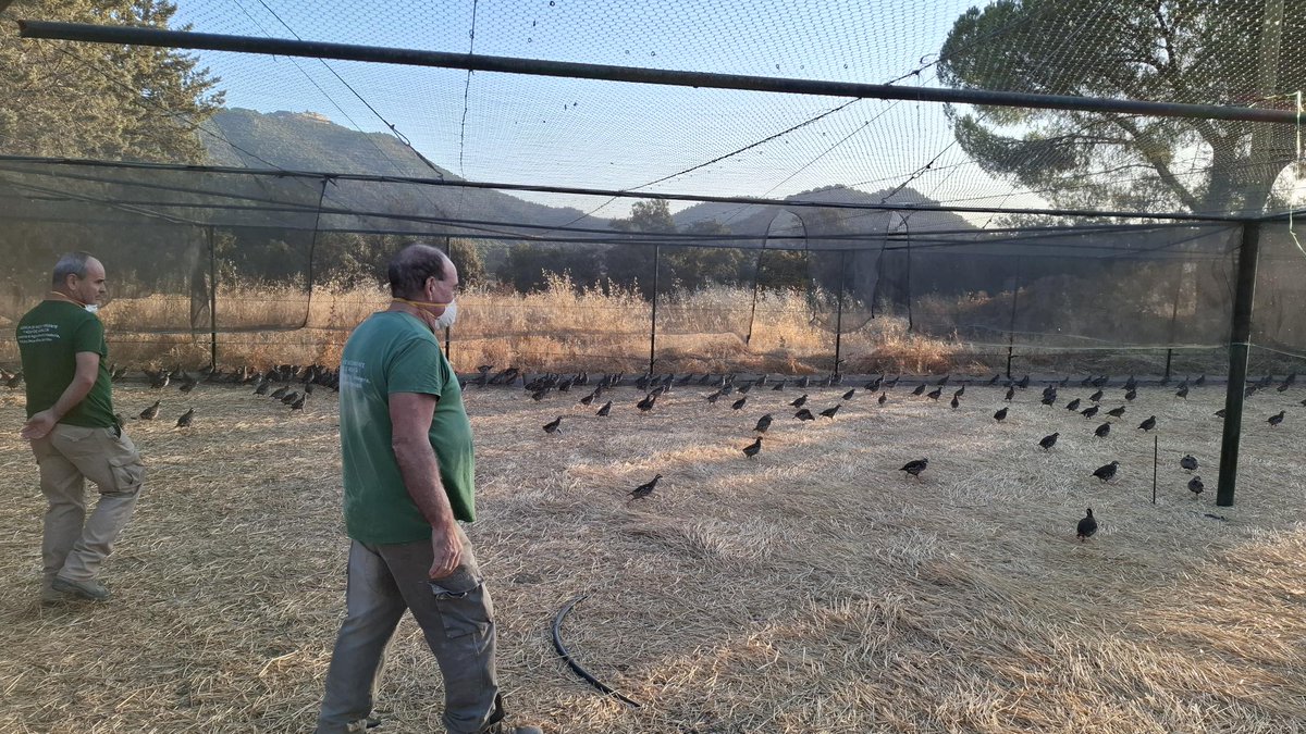 Más de 10.000 perdices rojas criadas este año para reforzar las poblaciones silvestres y favorecer el equilibrio de los #ecosistemas mediterráneos.
El proyecto impulsa la #conservación del #LinceIbérico y el #ÁguilaImperial #Biodiversidad <a href="/MedioAmbAND/">Consejería de Sostenibilidad y Medio Ambiente</a> <a href="/AndaluciaJunta/">Junta de Andalucía</a>