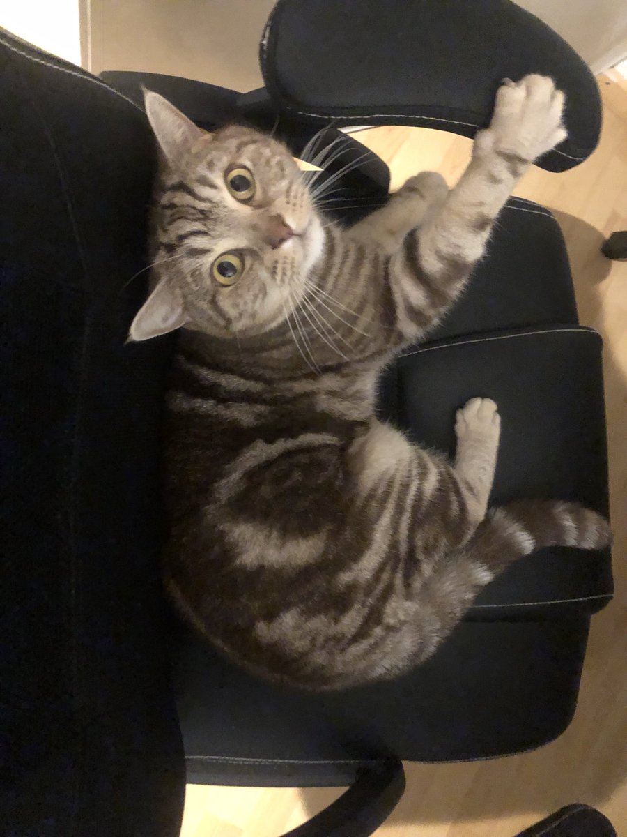 meowmeowsniffer tweet media