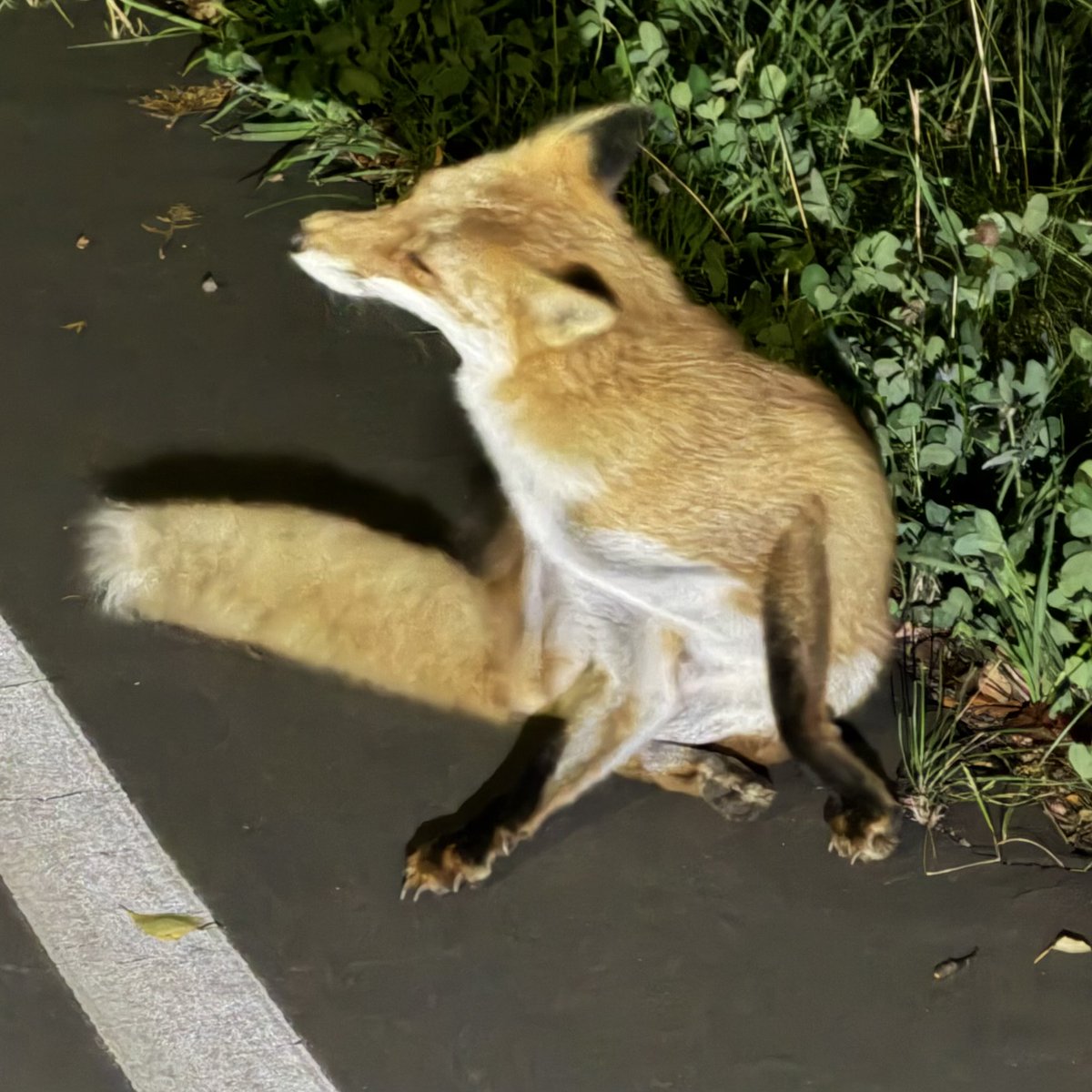 mori065's tweet photo. 帰り道にキツネさんいたよ🦊 https://t.co/zzt2szmUqF