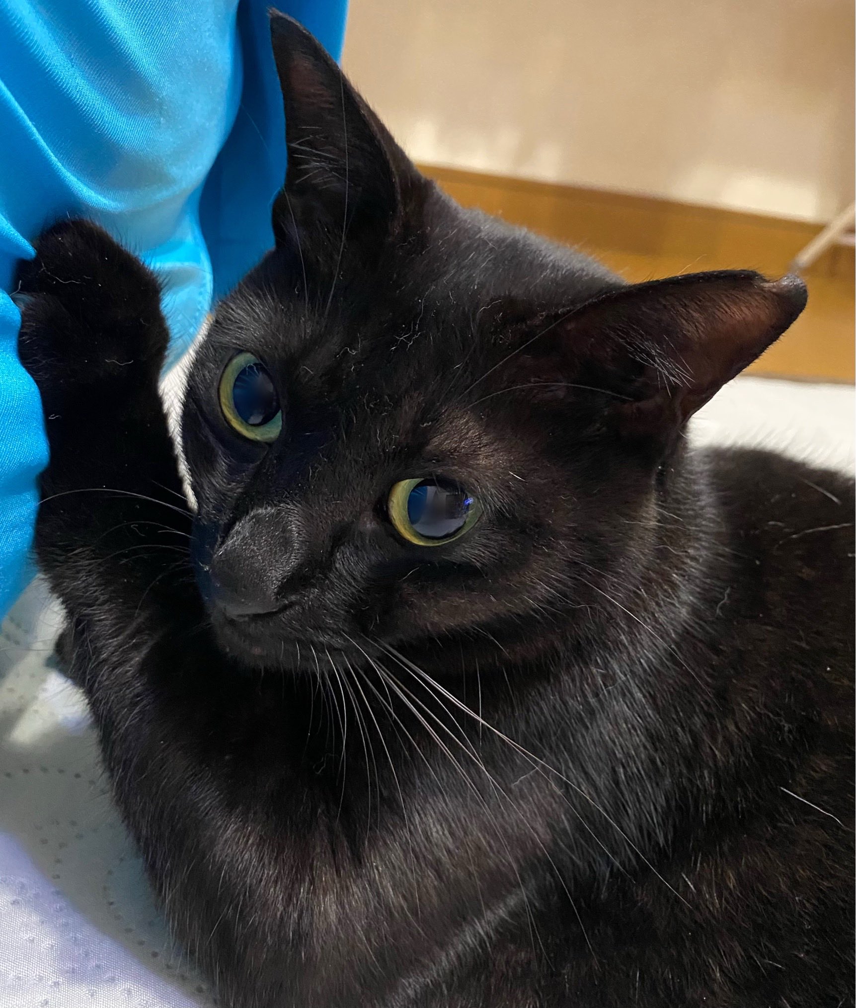 黒猫 仔猫を拾ったので on X: 