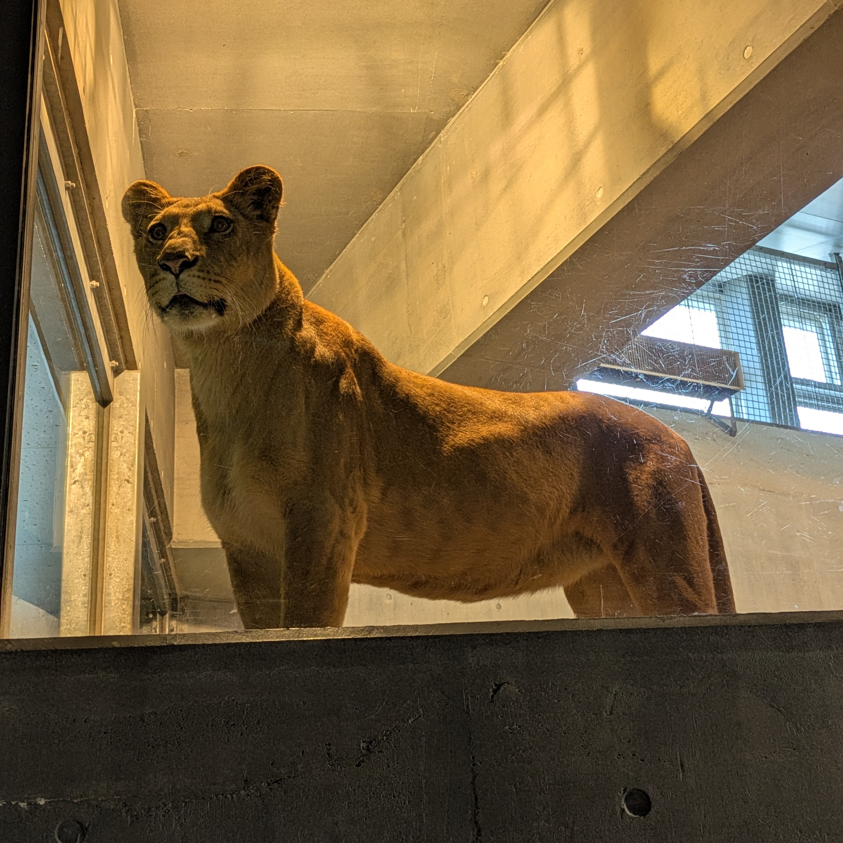 【2点購入150円引】ライオンくんがうまれたよ　やまもとよしこ sddefault.jpg