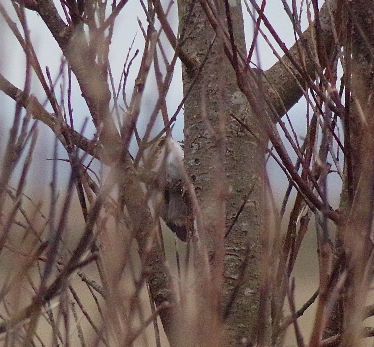 Tireebirder's tweet photo. Big arrival at Balephuil #Tiree this am: 2 Yellow-browed Warblers, 9 Coal Tit (record count), 1 Great Tit, 1 Treecreeper #PatchGold, 28 Fieldfare, 120 Redwing, 7 Blackcap, 4 Chiffchaff, 1 Willow Warbler &amp; 6 Goldcrest @PatchBirding @BirdGuides https://t.co/sp69bbWlBb