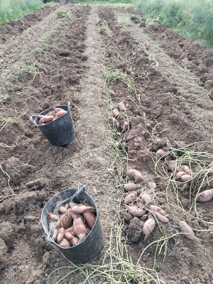 <a href="/Regensol_/">Regensòl</a> promou un model d’horta que millora la fertilitat del sòl amb restes vegetals llenyosos triturats.

Aquesta tècnica permet produir sense treballar el sòl, millora la retenció d’aigua, la sanitat i l’arrelament dels cultius, i promou la fixació biològica del nitrogen.