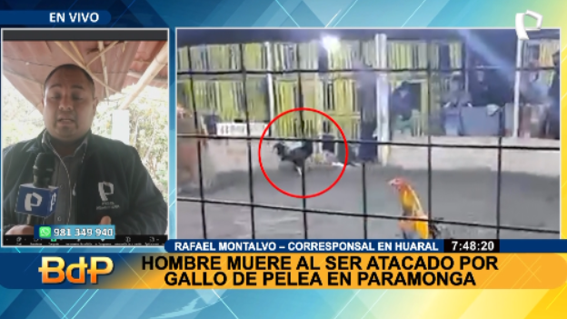 PTV_Noticias's tweet photo. BDPEnVivo | HOMBRE FALLECE TRAS ATAQUE DE GALLO DE PELEA. El animal le cortó con la navaja que lleva en una de las patas.
Míranos EN VIVO ►https://t.co/gj7lGwGLNU
#PanamericanaTelevisión  #Paramonga https://t.co/WiXOuzvR5o