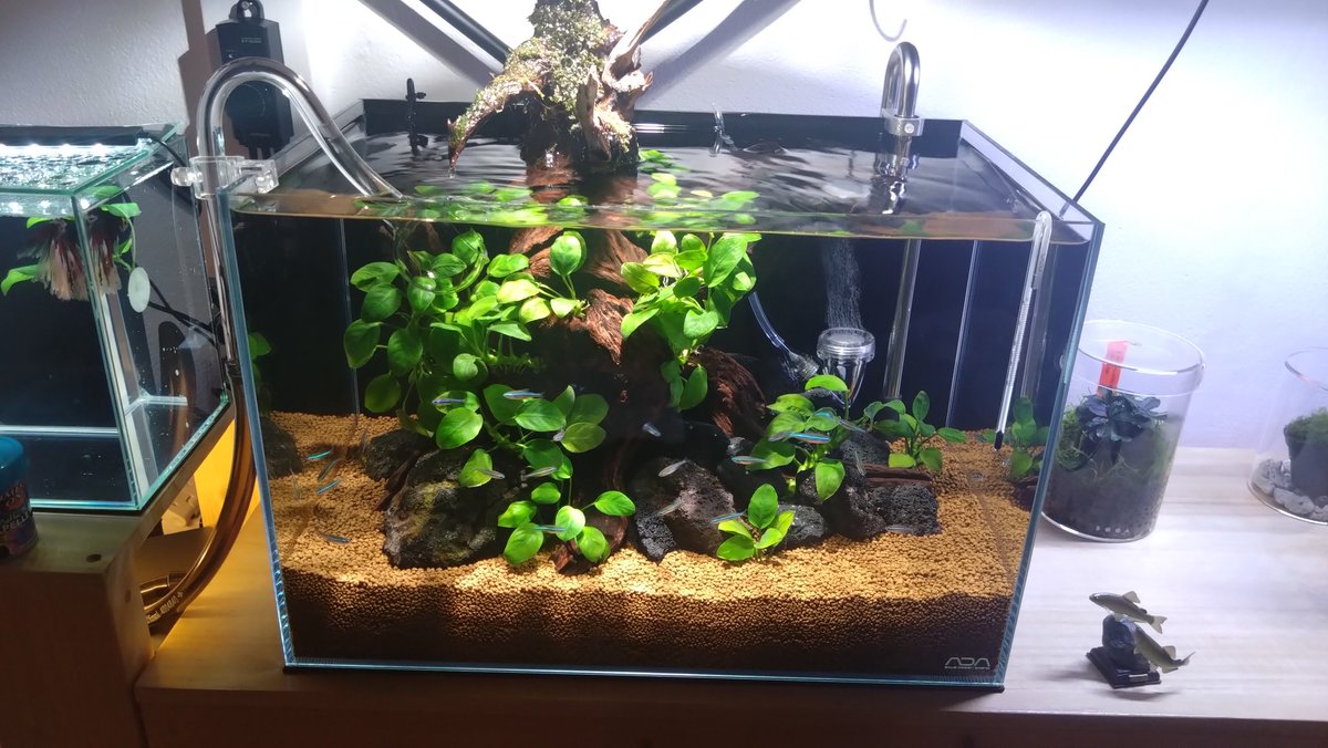 ポンさん専用 オーダーイモリウム水槽 ポンさん専用 オーダーイモリウム水槽 ポンさん専用 オーダーイモ