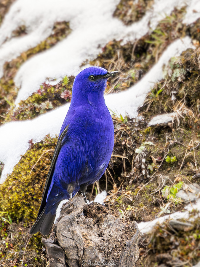 sarkar_arka's tweet photo. Grandala. Male. The most extreme example of blue.
Sela Pass. Arunachal Pradesh. May 2025  
#IndiAves #birds #feathersofasia #birdphotography #nature #NaturePhotography #birdwatching #birding #WaytoWild
@Avibase
@orientbirdclub https://t.co/y9wodVgAAS