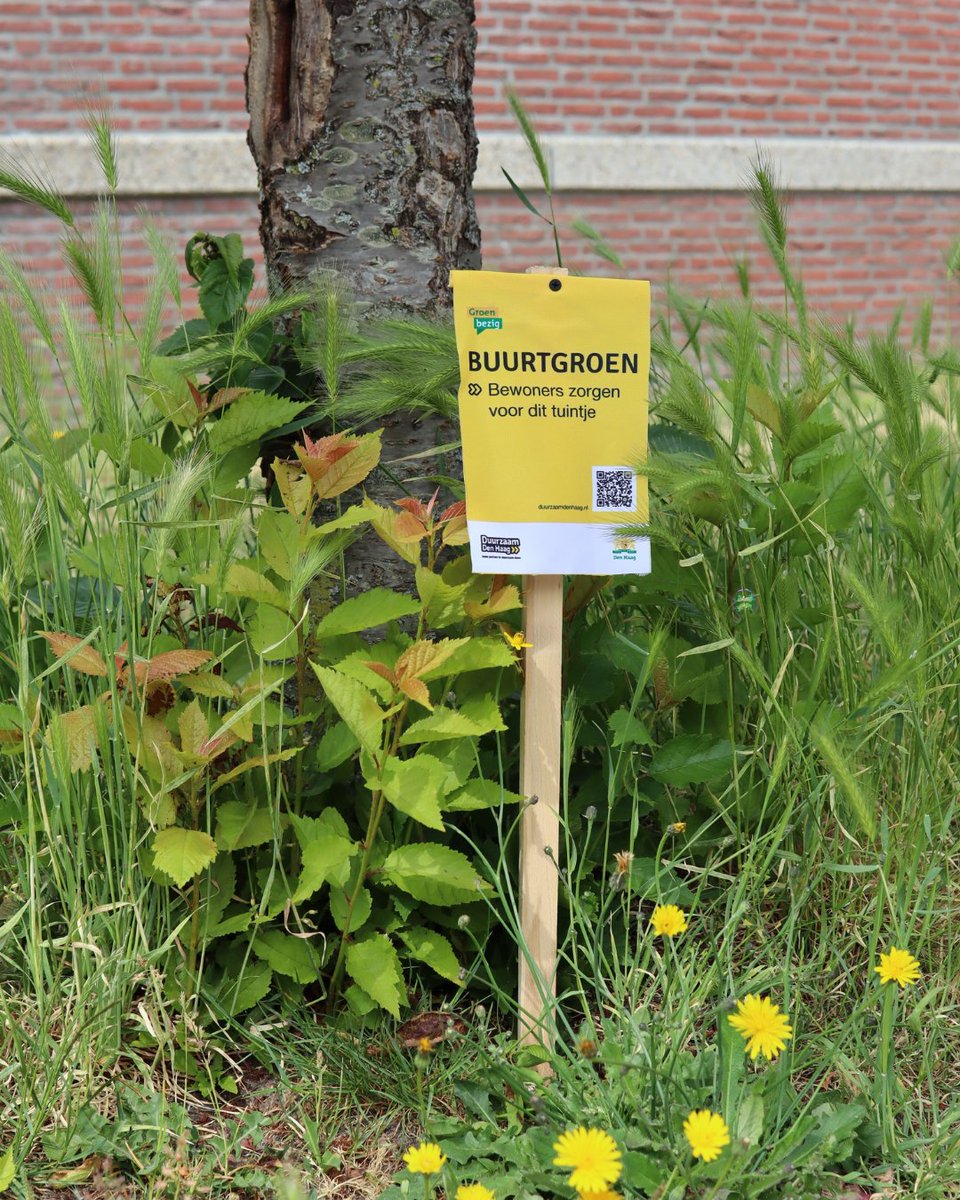 🌼Wil jij jouw straat opfleuren? Haal gratis #bloemzaadjes op en maak van de kale grond rond de straatboom een kleurrijk #boomtuintje! Het maakt jouw buurt groener, gezelliger én helpt bijen en vlinders.🦋 👉 duurzaamdenhaag.nl/boomtuintjes

#gratis #bloemen #boomspiegel #denhaag