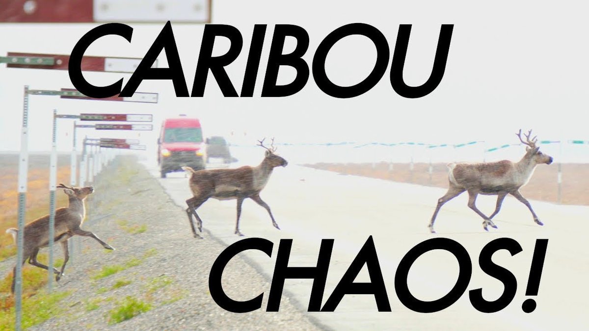 Enjoy watching Grizzly Bears, Caribou, Ptarmigan, and other Arctic Tundra wildlife in my newest hunting documentary “Caribou Chaos”. This is a long one at almost an hour runtime!

youtu.be/8dwbYtxvQJc?si…