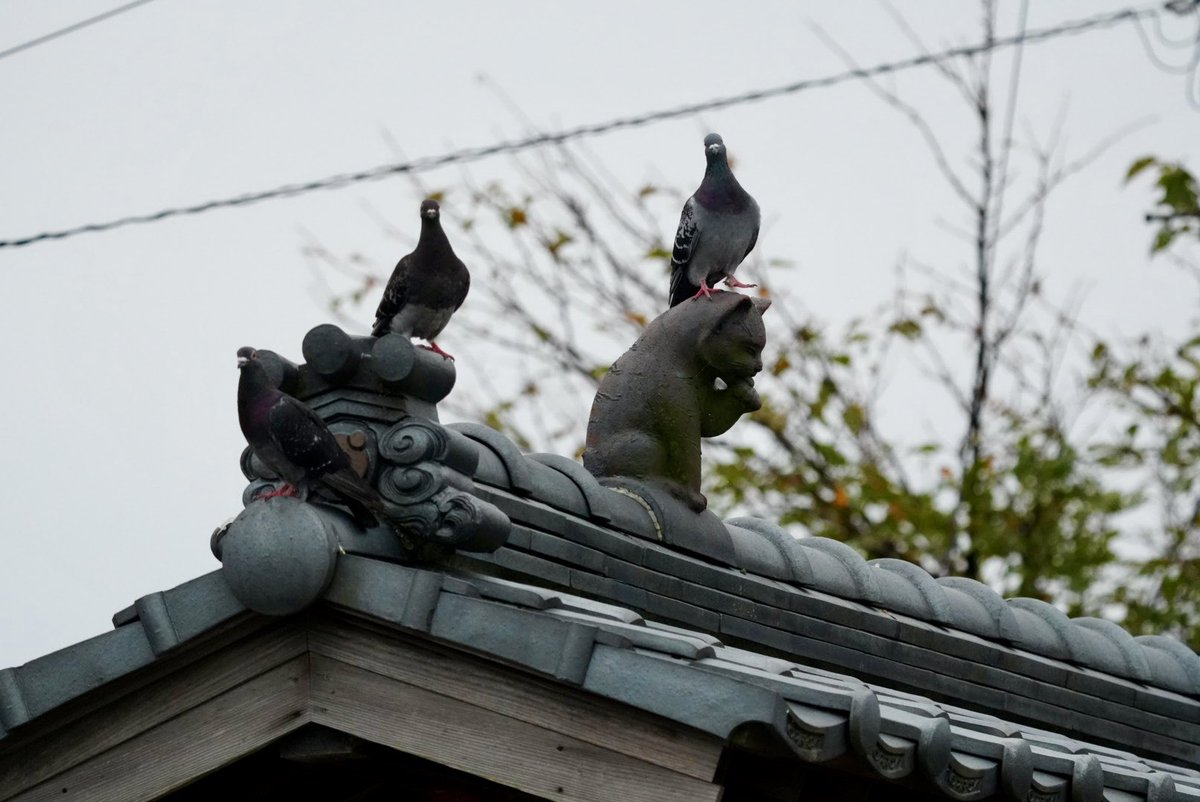 土曜日に白鳥の湖に行ってきました！来てた来てた〜🦢微妙に遅い時間だったので、着いて順次見送った感😅
白鳥の鳴き声、好きです☺️寝てる時（早朝）は勘弁して欲しいけど（笑）
鳩さんの写真はなんか気に入りました（笑）
