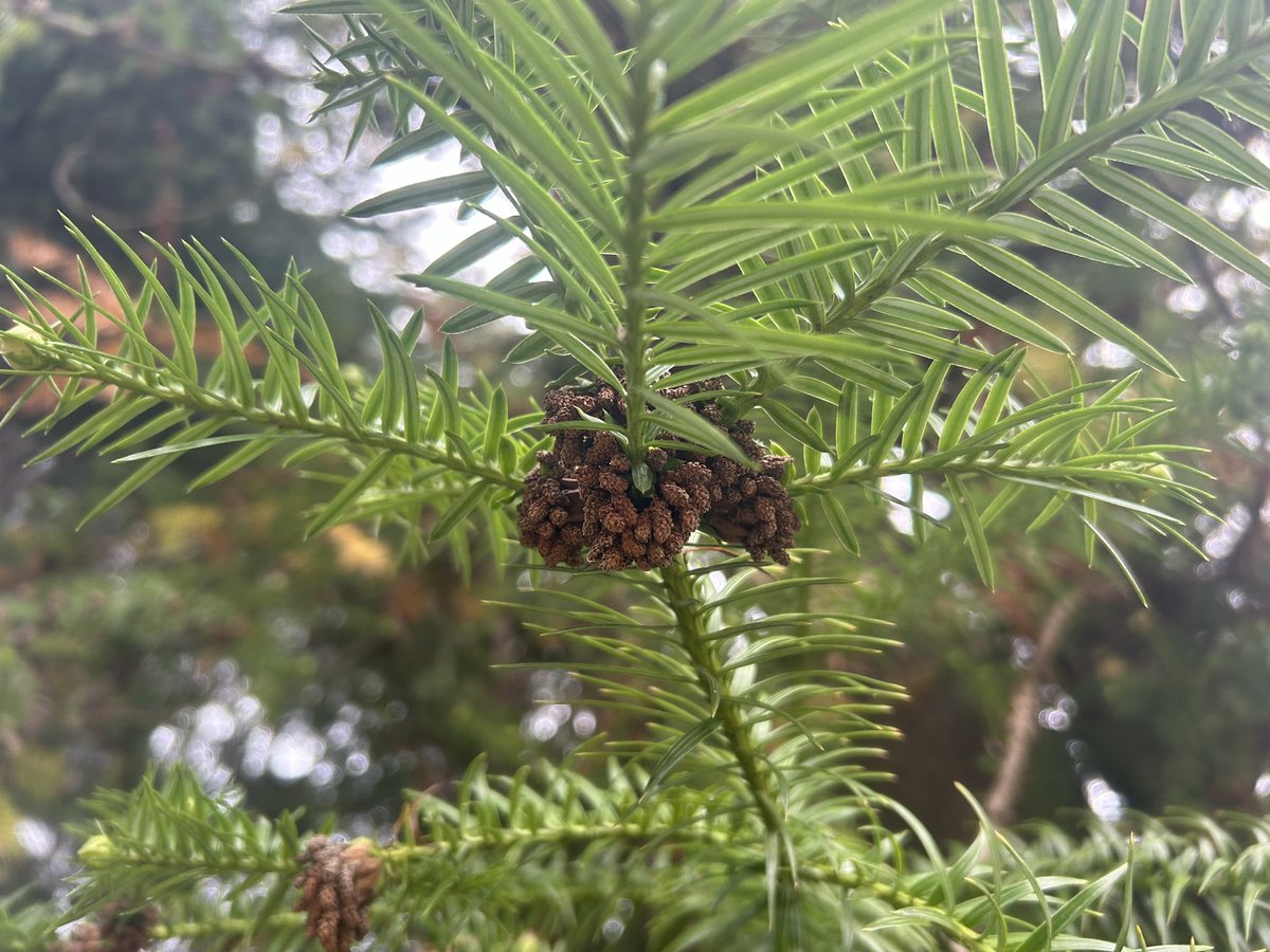 今年もこれを着て行ってきます

秋の自然物探し！