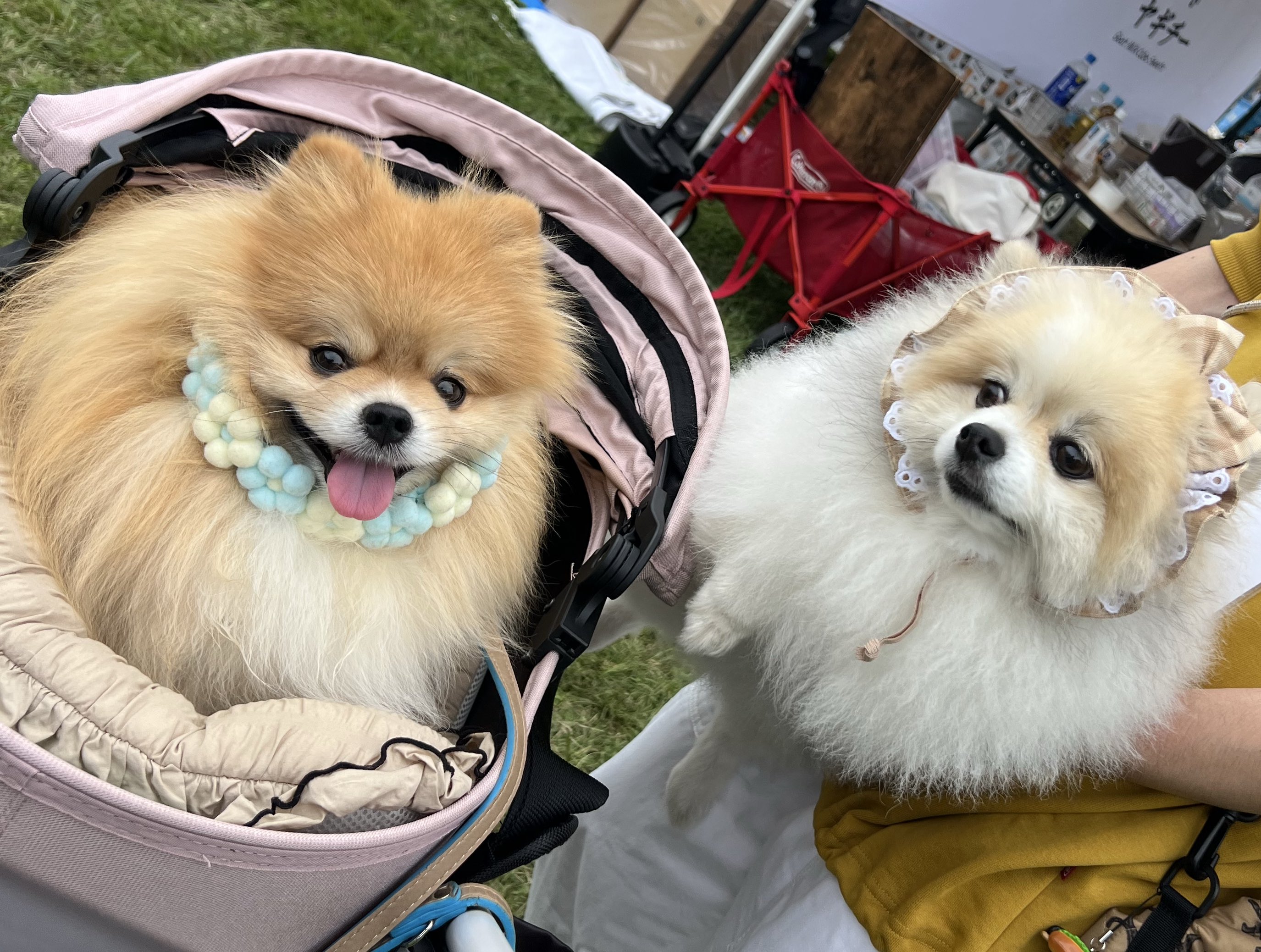 ポメ子様 もちゃん🐶🍮ポメラニアン on X: 