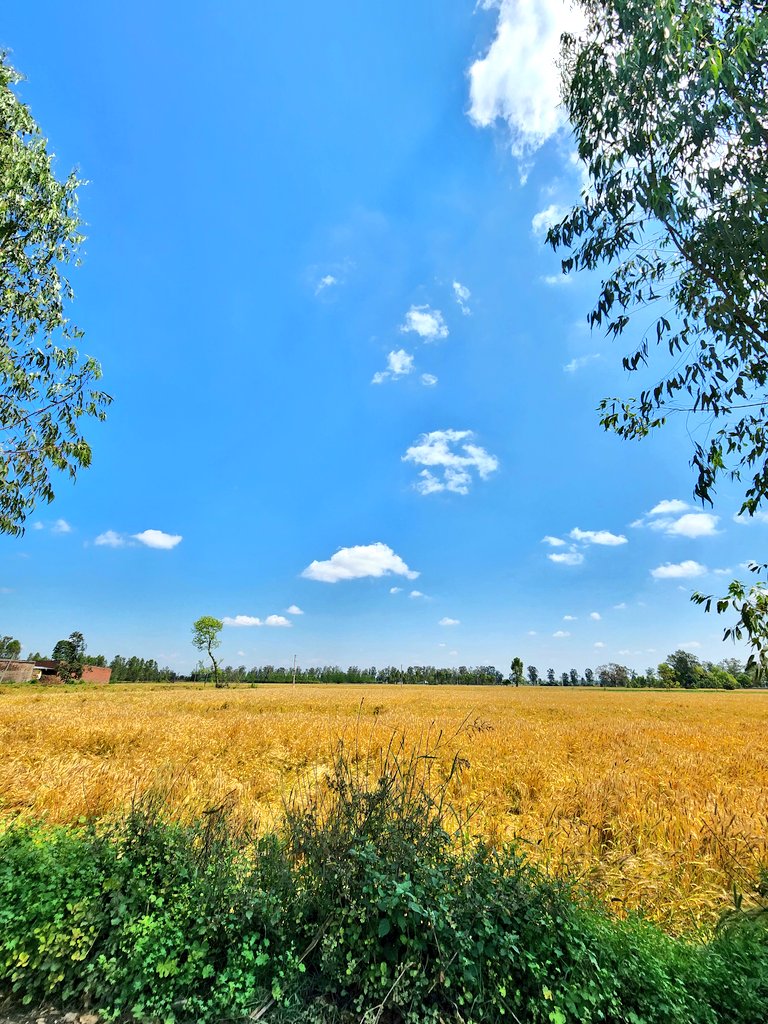 lavdeep's tweet image. Dear Algorithm, please connect me with people who love Nature ❤️🖼️💚
