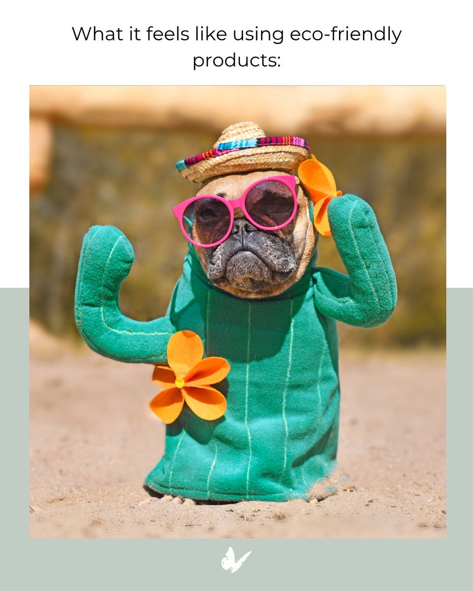 Evolve Biodegradable tweet media