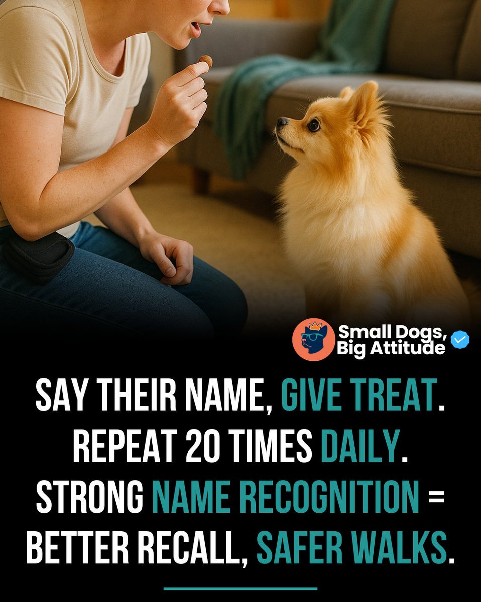 SmlDogs_BigAtti's tweet image. Name + treat, 20 times daily = better recall, safer walks. #SmallDogTips #NameRecognition #RecallTraining

amzn.to/4n6JAn8
