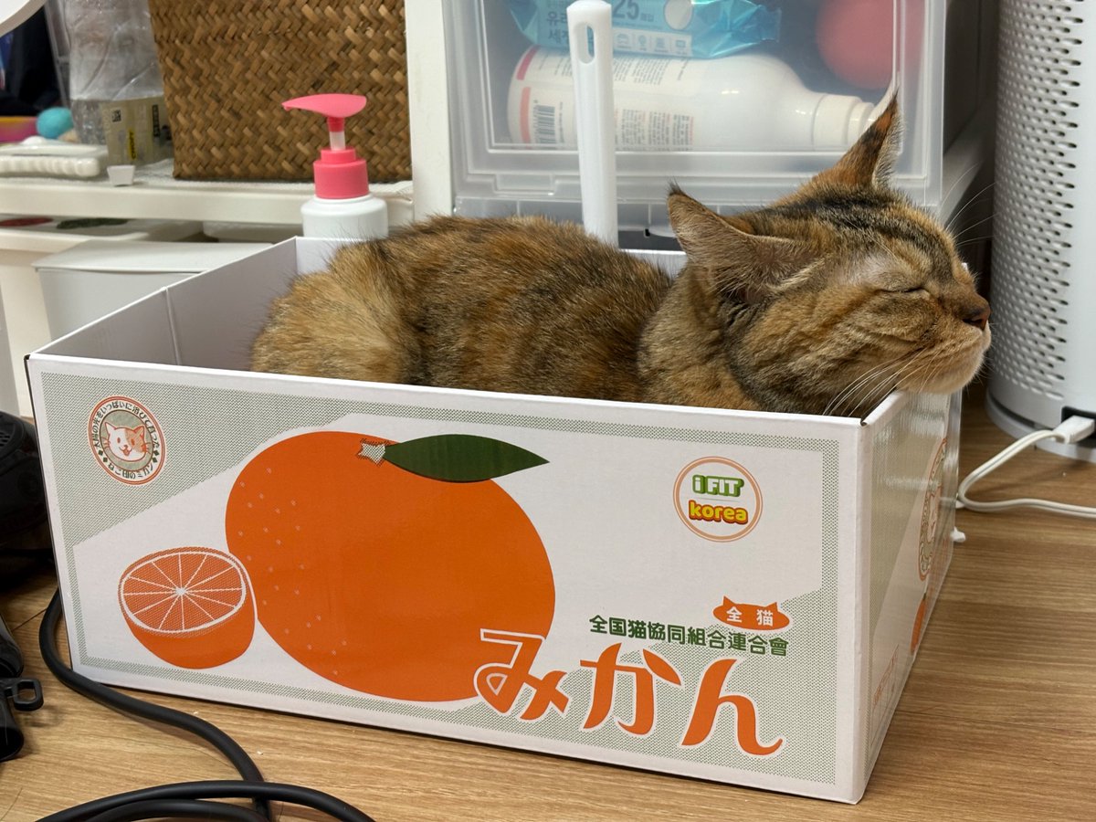 NattoS2_'s tweet photo. 오늘 새로온 귤 상자 스크래쳐 🍊 https://t.co/CjpOfOPYWp