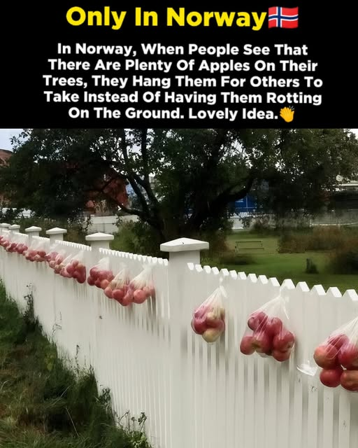 Mike Dailly™ 🏴🇺🇦🇵🇸💙🌱 tweet media