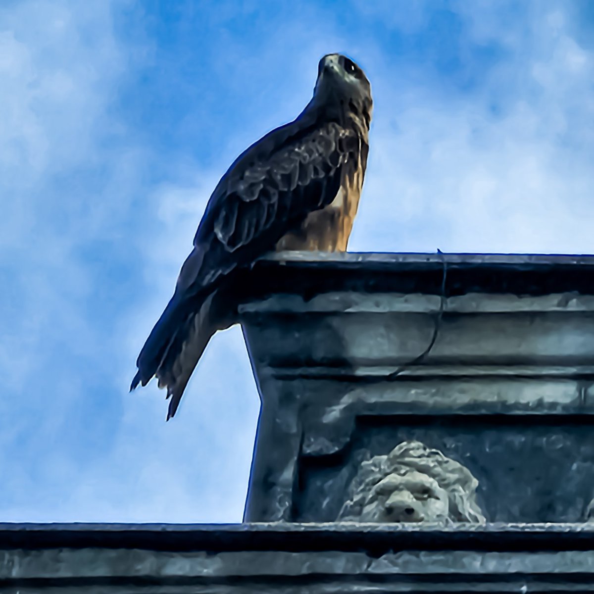 SachinAcharya's tweet image. Always focus 🦅
#wildlifephotography #birdsofprey #birdphotography #photography #BirdsOfX #BirdsSeenIn2025 #BBCWildlifePOTD #TwitterNatureCommunity #ThePhotoHour #StormHour #EarthCurated #theglobalphotocommunity #VSCO #withGalaxy #ShotOnSnapdragon #PerfectPixels #PhotographyIsArt