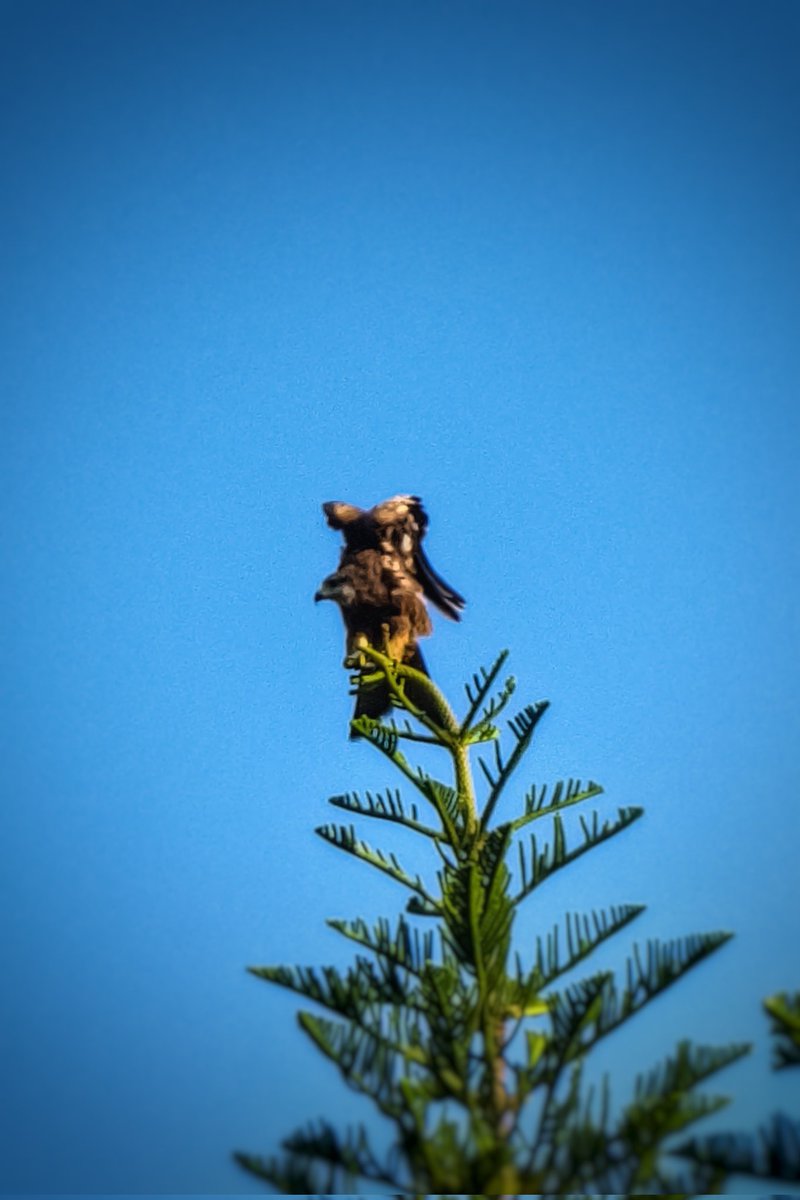 SachinAcharya's tweet image. Always focus 🦅
#wildlifephotography #birdsofprey #birdphotography #photography #BirdsOfX #BirdsSeenIn2025 #BBCWildlifePOTD #TwitterNatureCommunity #ThePhotoHour #StormHour #EarthCurated #theglobalphotocommunity #VSCO #withGalaxy #ShotOnSnapdragon #PerfectPixels #PhotographyIsArt