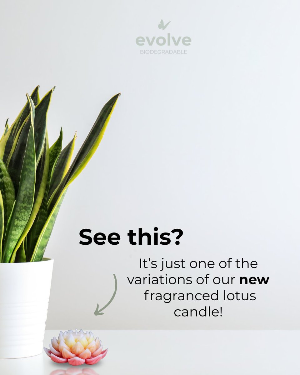 Evolve Biodegradable tweet media