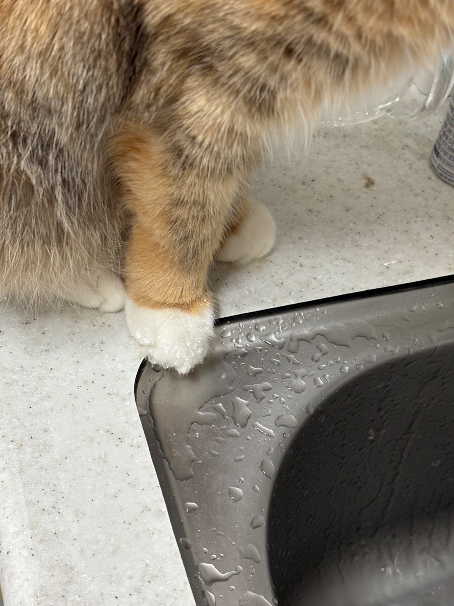 버르장머리냥이