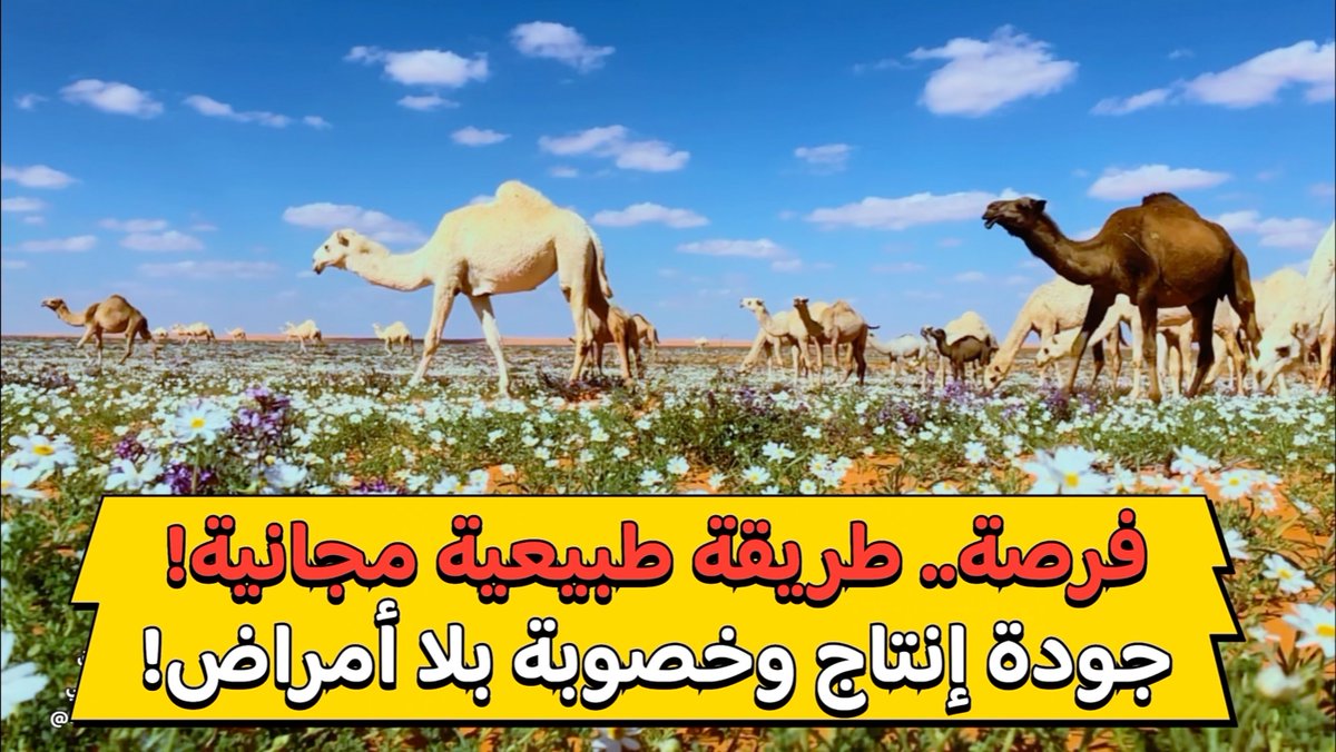 طريقة حديثة طبيعية.. نهايتها مجانية تؤدي إلى جودة إنتاج الإبل والماشية وزيادة خصوبتها وسلامتها بدون تكلفة أعلاف الأسواق.

مرعى في أفضل (محمية) والمتصرف بها المالك ويختار نباتاتها وبلا مخالفات رعي.

يستحق "مثلها" اهتمام ودعم من وزارة البيئة والمحميات.
🔽

youtu.be/zsA_UiDx2A8?si…