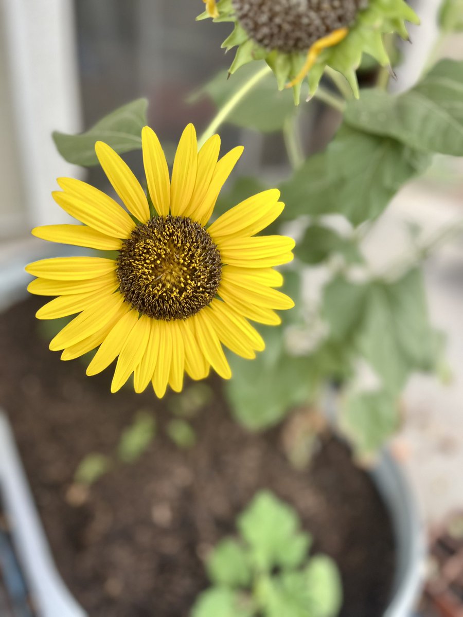 Symbiotic_Union's tweet photo. @JonFreier @TMobile I love this snap of one of our sunflowers from this summer! https://t.co/drm3lA2Upg