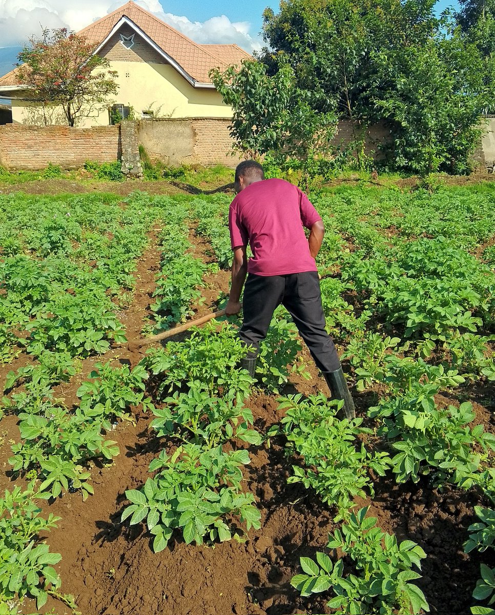 Iradukunda1650's tweet image. ✨✨Application of second fertilizer in Irish potatoes boosting enlargement of stolons that provide potatoes and make with earthing up the soil around potatoes vines for enlargement of potatoes in the soil 

#Foodsecurity
#Hardworking
