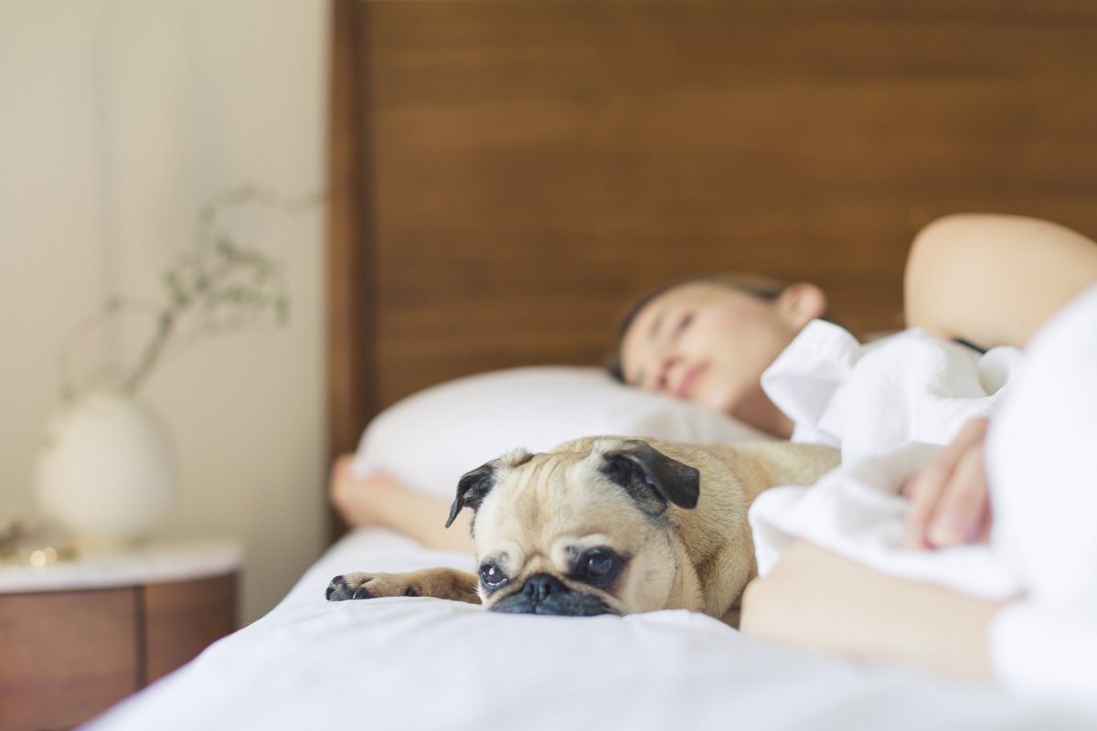 CookieTruth's tweet photo. There are many physical and psychological issues that make it difficult for many people to get out of bed! Here are some great tips to help you if you find that you are stuck in this situation. https://t.co/G2K2nWcMrE https://t.co/aiOuSxSTOQ