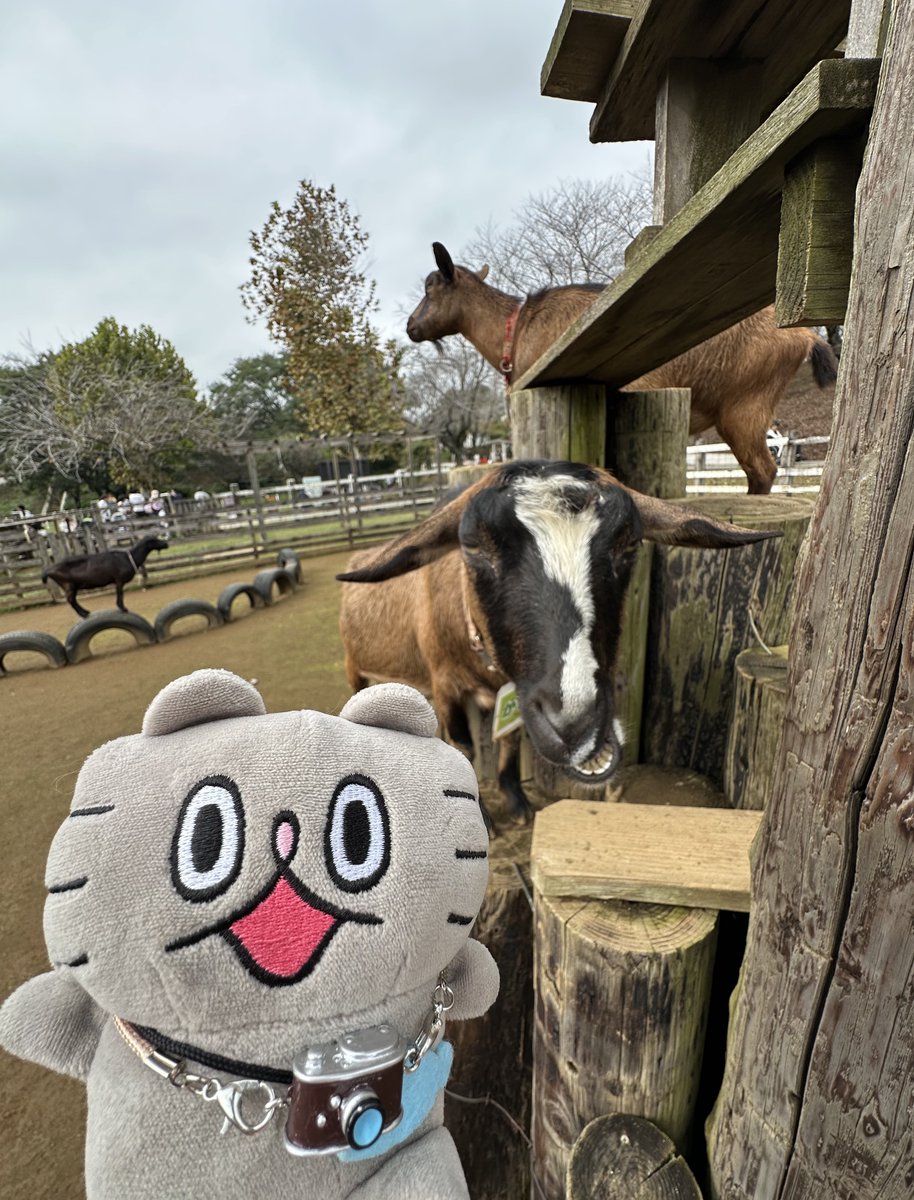 ねこのぶーちゃん ぷっくりパーカー ねこのぶーちゃんの公式オンライン