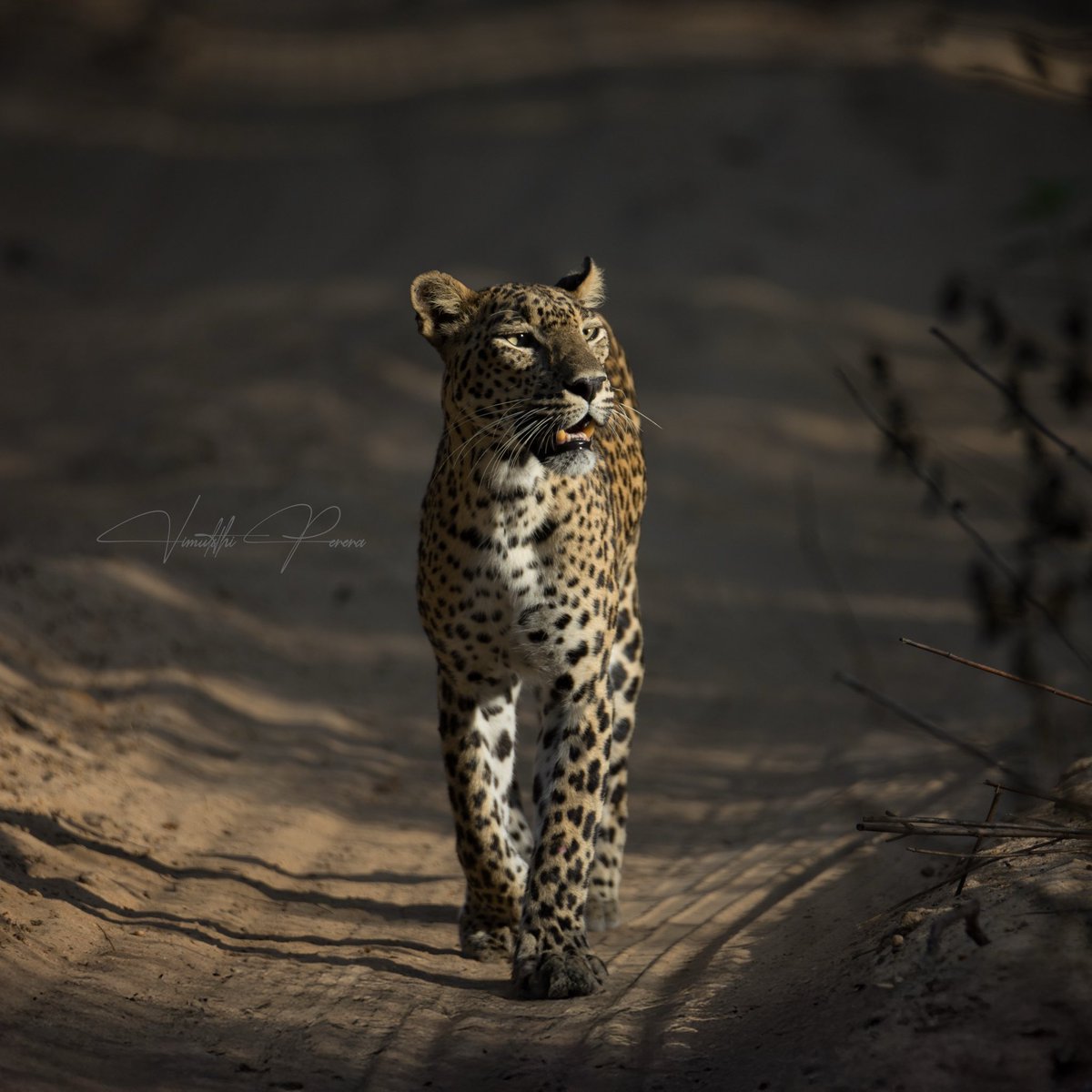 Vimukthi Perera tweet media