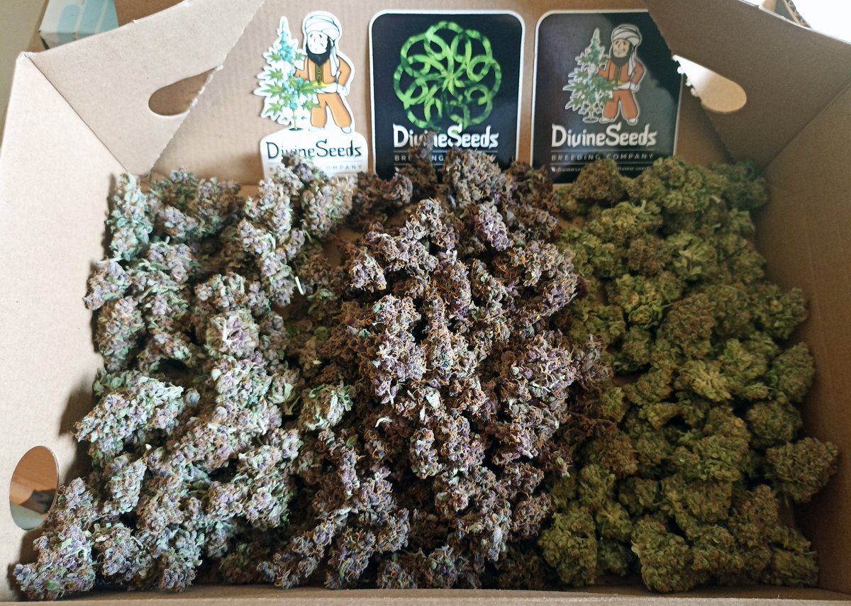 The most fun and rewarding strain I´ve worked with!

Auto Divine Rapier by #Divineseeds is a beast... Easy to grow and producing buds with a panoply of colors and smells.

3 plants for 724,2gr wet and 188.5gr dry bud.

#growdiaries #lumatek #acinfinity #biobizz #plagron #vivosun