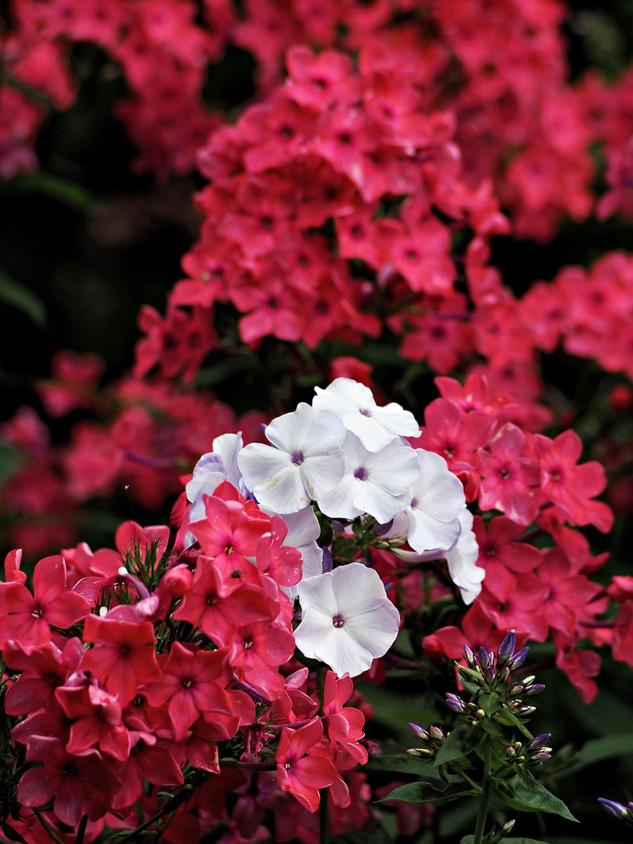 PEKHTography's tweet image. When nature decides to throw a color party and forgot to invite boring!🌸 These phlox are basically the confetti of my garden - who needs fireworks when you have flowers this dramatic?✨🎉 #GardenGoals
#flowers #phlox #garden #blooms #petals #summer #nature #pink #white #colorful