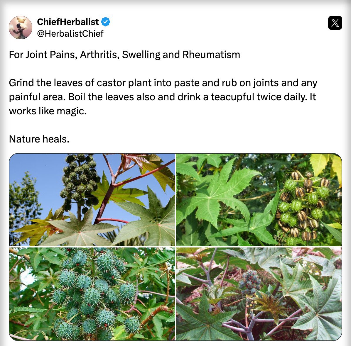 ChiefHerbalist tweet media